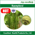 Natural Sophora Japonica Extract Powder Kaempferol